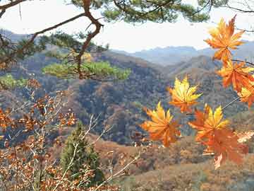 馮新柱最新案件，學(xué)習(xí)之旅中的變化與成就感的誕生地