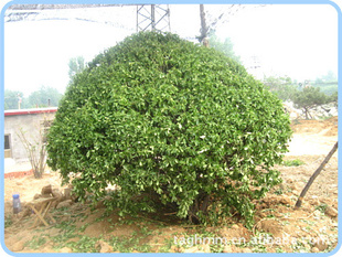 紅果冬青樹(shù)價(jià)格揭秘，自然美景探索之旅的獨(dú)家體驗(yàn)