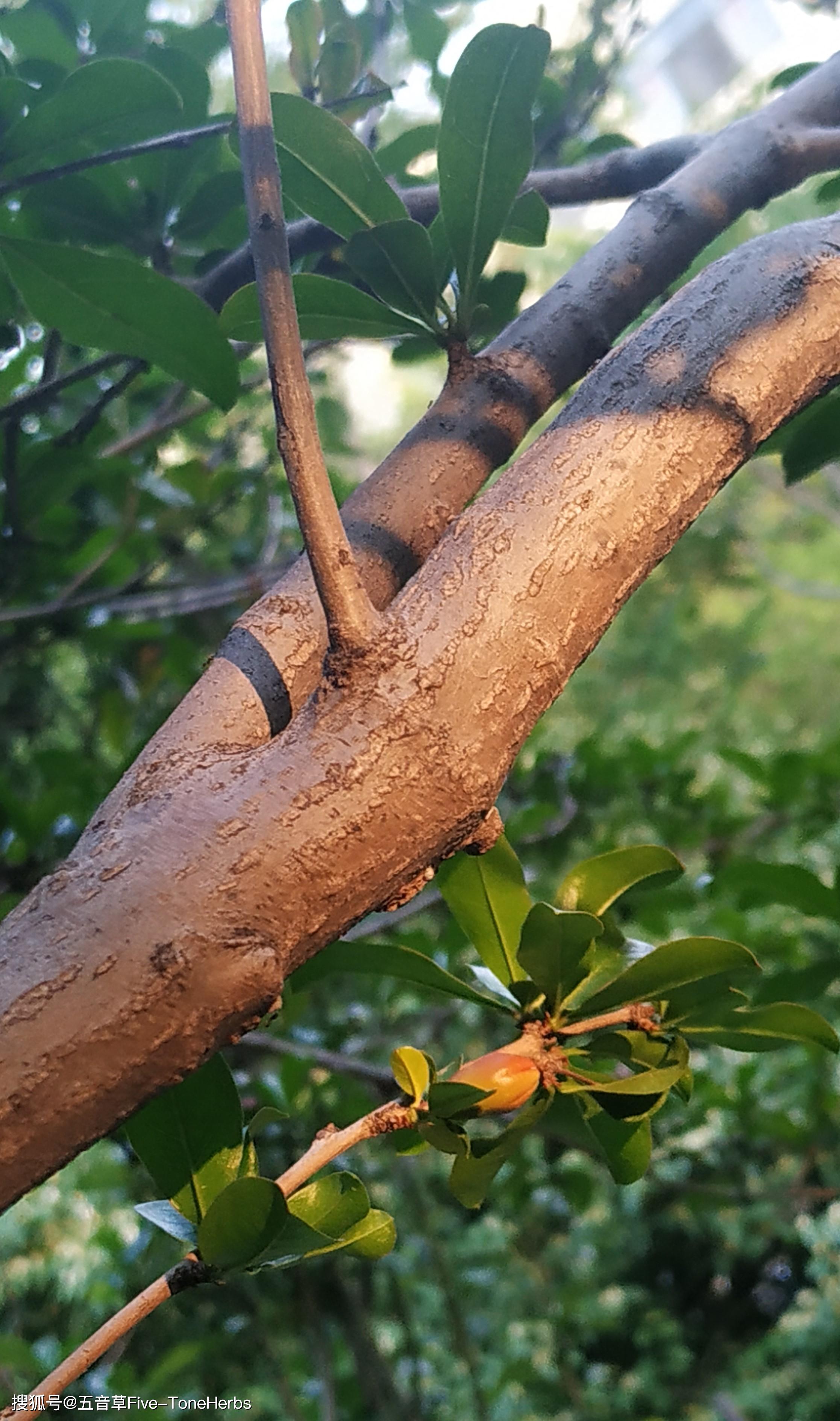 榴蓮與友情的溫馨故事，一顆榴蓮的溫暖旅程