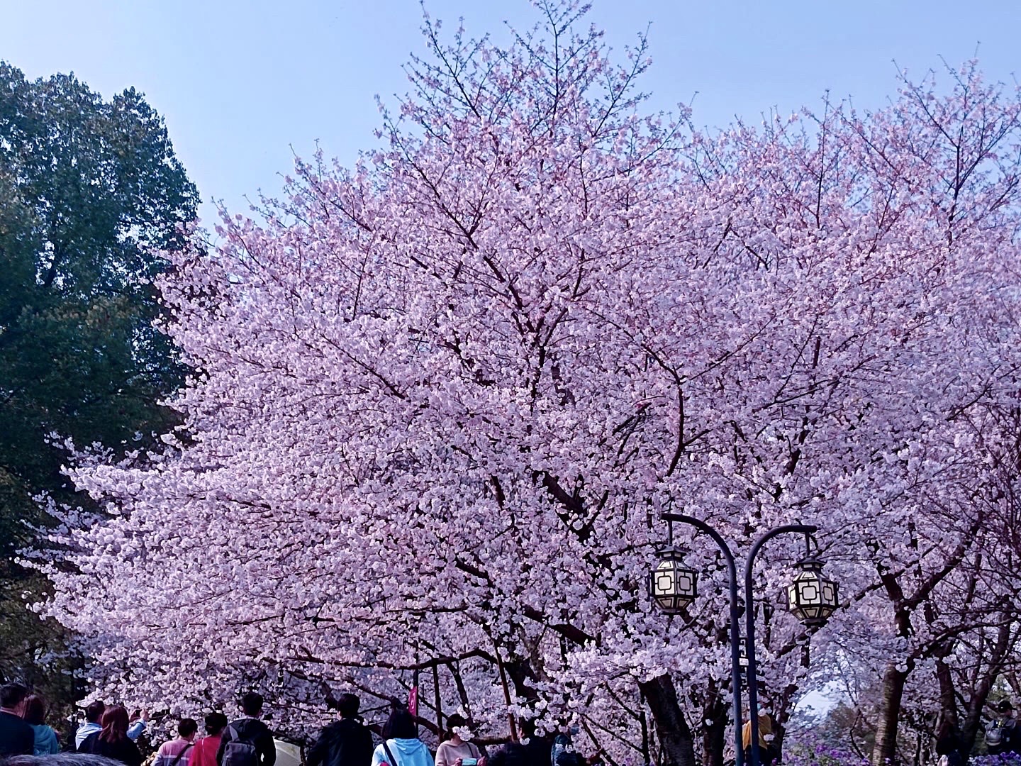 最新櫻花團(tuán)，探索自然美景，尋找內(nèi)心的平和寧靜之旅